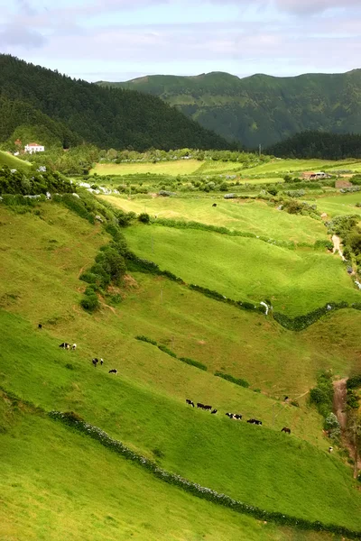 Boerderij Weergave Azoren Eiland Sao Miguel — Stockfoto