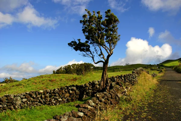 Azores Vista Típica Isla Sao Miguel — Foto de Stock