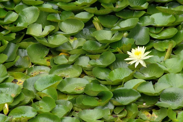 Wasserblume Detail — Stockfoto