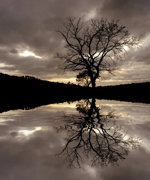Горное дерево — стоковое фото