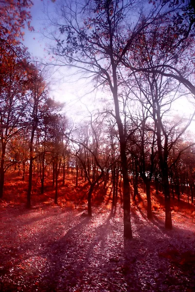 Sun Light Forest Blur Trees — Stock Photo, Image