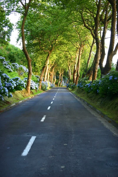 Azores de carretera —  Fotos de Stock