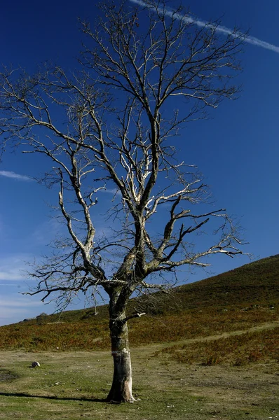 Дерево Горах — стоковое фото