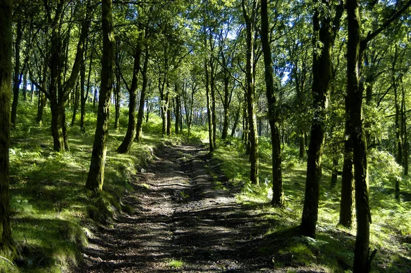Sentier Dans Forêt — Photo