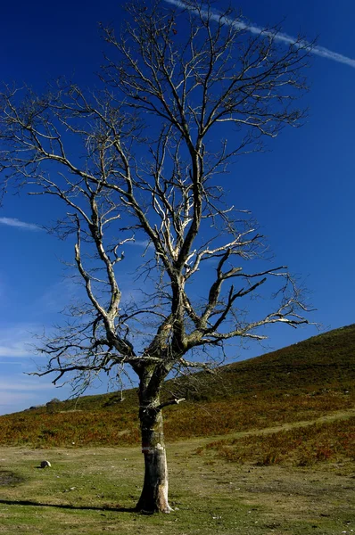 Dağ ağacı — Stok fotoğraf