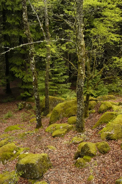 Portugiesischer Nationalpark Wald — Stockfoto
