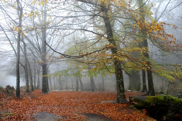 Forest fog — Stock Photo, Image