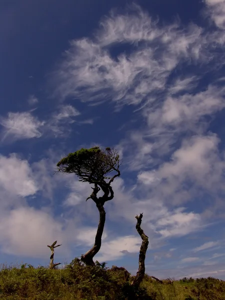 Αιωνόβια Δέντρα Στη Λίμνη Στο Νησί Της Pico Αζόρες — Φωτογραφία Αρχείου