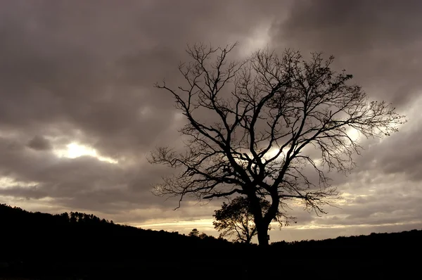 Gün Batımında Ağaç — Stok fotoğraf
