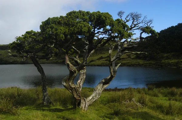 Ağaçlar Azor Adaları — Stok fotoğraf