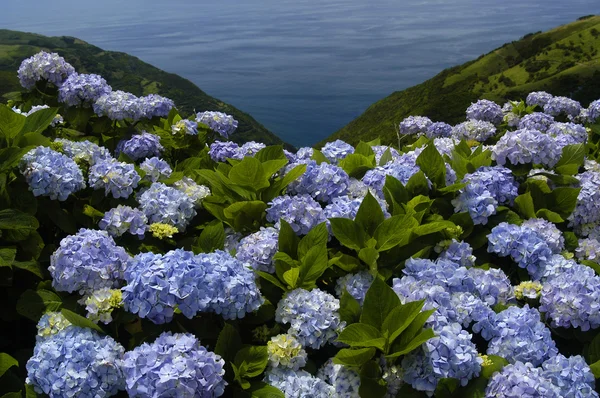 亚速尔群岛鲜花 — 图库照片