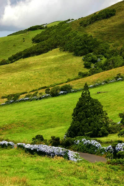 Vegetation Der Azoren Inseln — Stockfoto