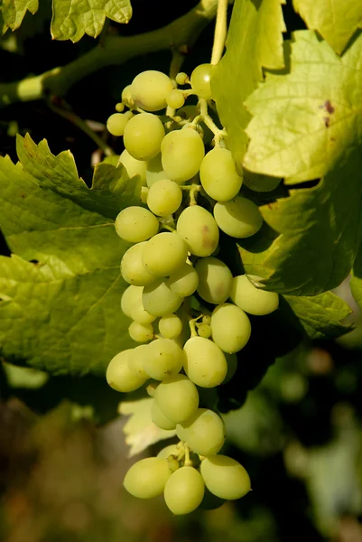 Tros Groene Druiven Wijngaard — Stockfoto