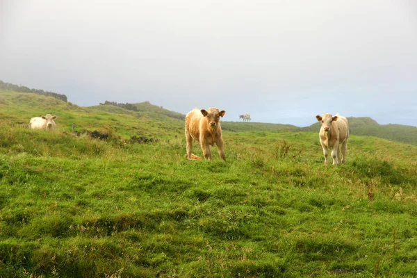 Pellolla olevat lehmät — kuvapankkivalokuva