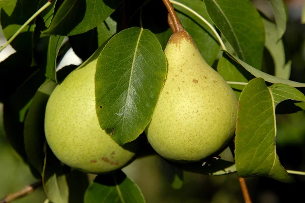 stock image Two pears in the green leaves of the tree