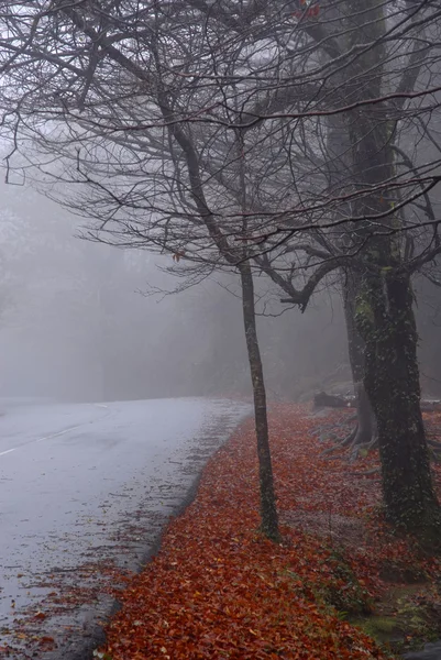 暗い霧の日の林道 — ストック写真
