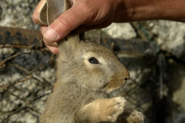 在人的手中的兔 — 图库照片
