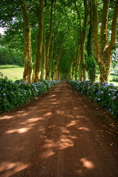 Weg Mit Baum Auf Zwei Seiten Azoren — Stockfoto