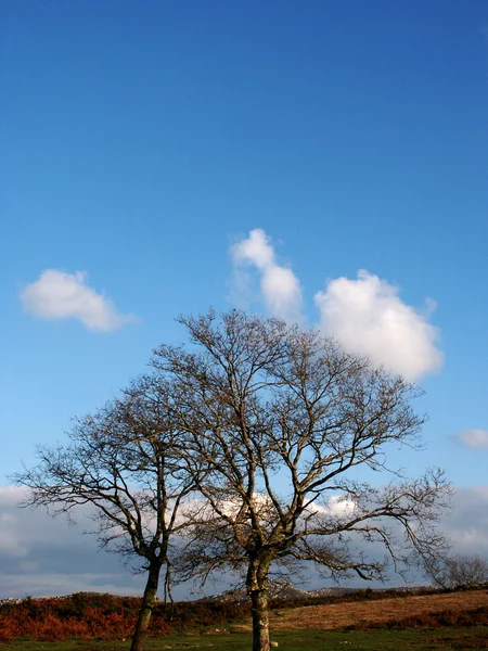 Деревья — стоковое фото