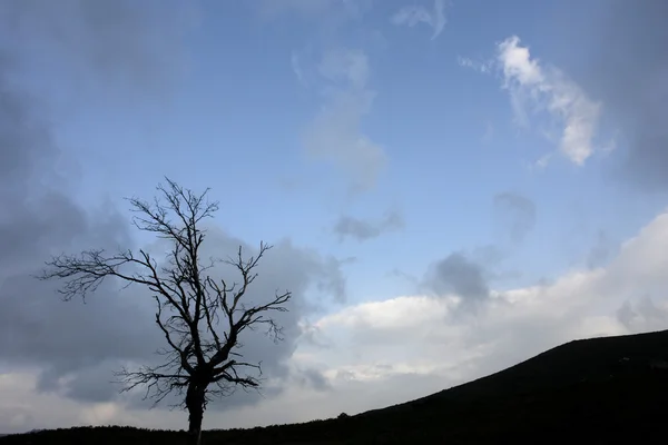 Dağın Tepesindeki Ağaç — Stok fotoğraf