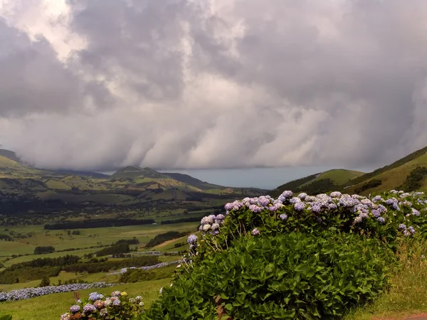 Flori Azores Naturale — Fotografie, imagine de stoc