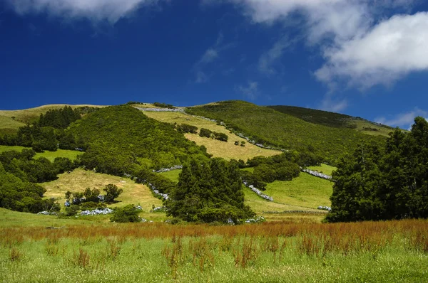 Colline des Açores — Photo