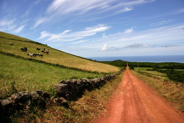 Estrada dos Açores — Fotografia de Stock