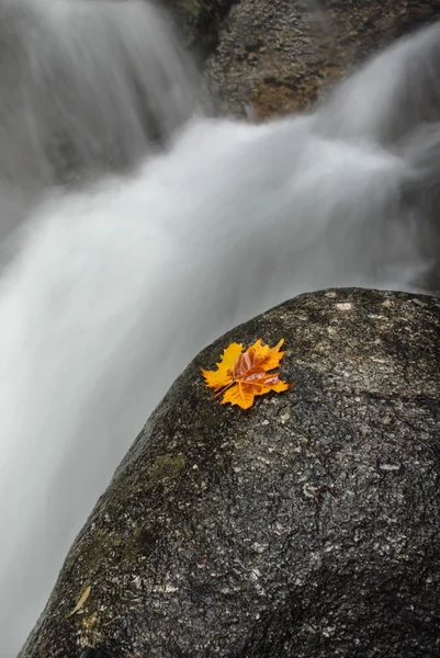 Autumn Leaf Edge River Stock Photo