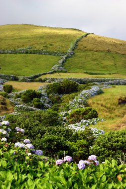 Azores arazi