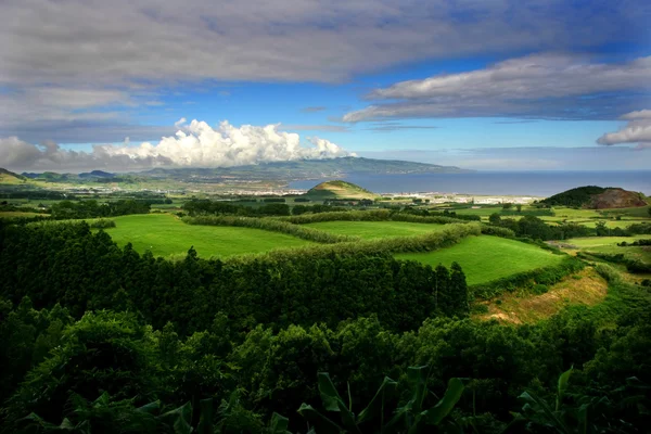 Azores Vegetación — Foto de Stock