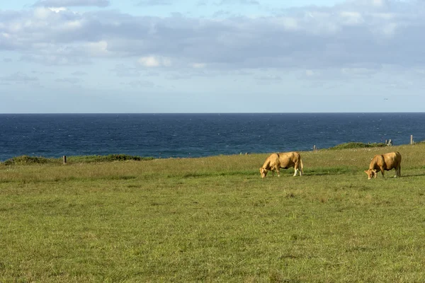 アゾレス諸島の農場の牛で 海岸のサン ミゲル — ストック写真