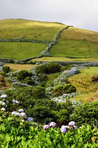 Açores terrestres — Fotografia de Stock