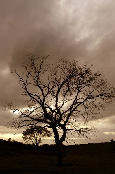 Gün Batımında Ağaç — Stok fotoğraf