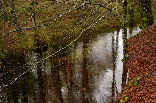 Rivière Sur Forêt — Photo
