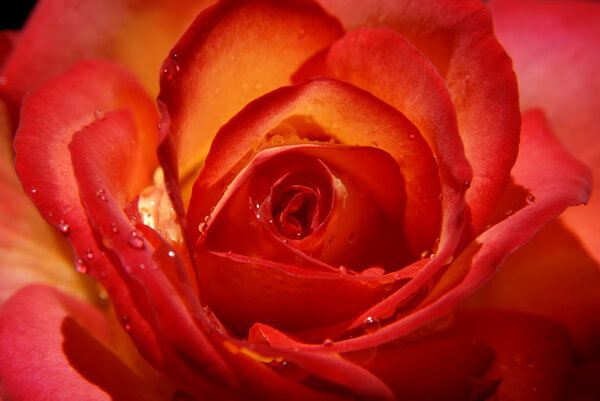 Macro of a red rose with soft light