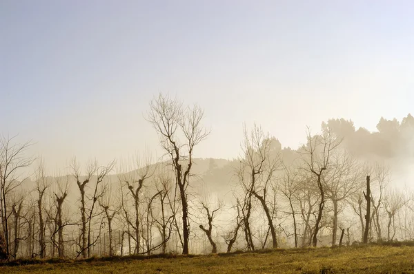Mgła Drzewa Jesienią — Zdjęcie stockowe