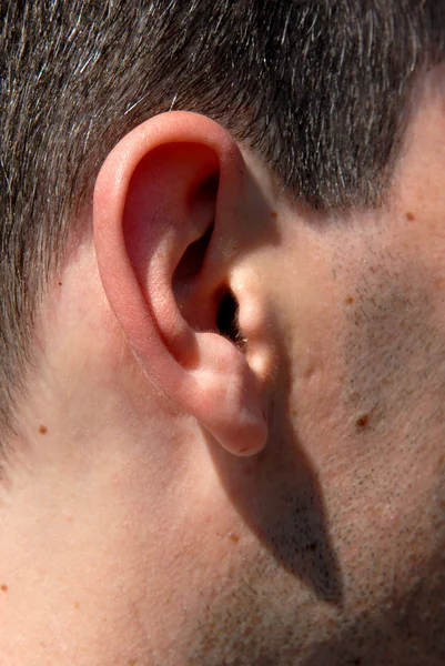 stock image Man Ear