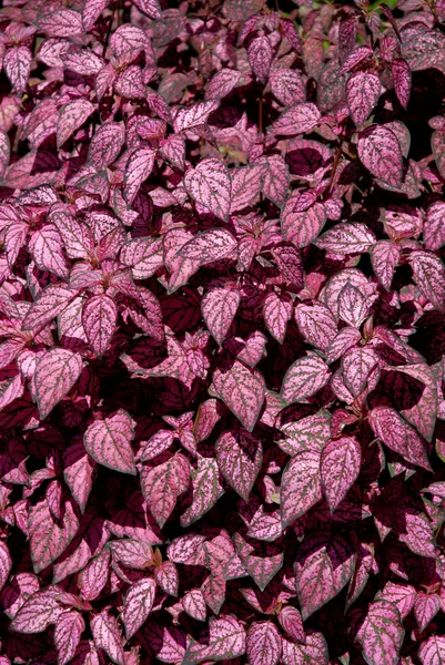 stock image Some pink leaves, detail from an azores garden