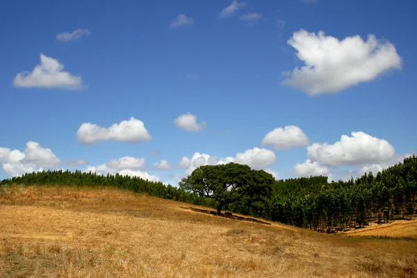 Hügel in der Algarve — Stockfoto