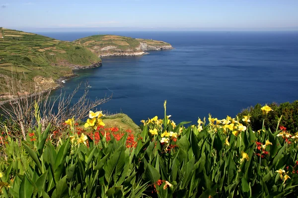 亚速尔群岛鲜花在海岸 — 图库照片