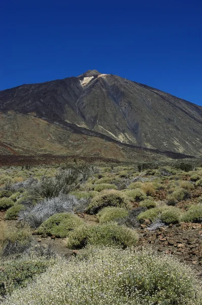 Teide berg — Stockfoto