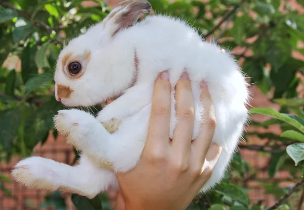 Білий Пухнастий кролик — стокове фото