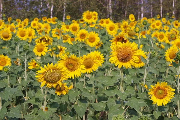 stock image Bright yellow sunflowers