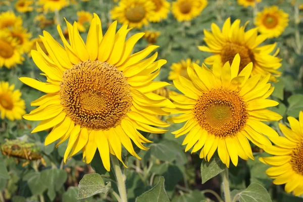 stock image Bright yellow sunflowers