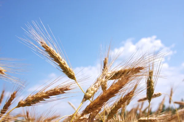 小麦的背景蓝色天空 — 图库照片