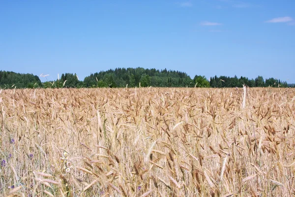 stock image Field of wheat