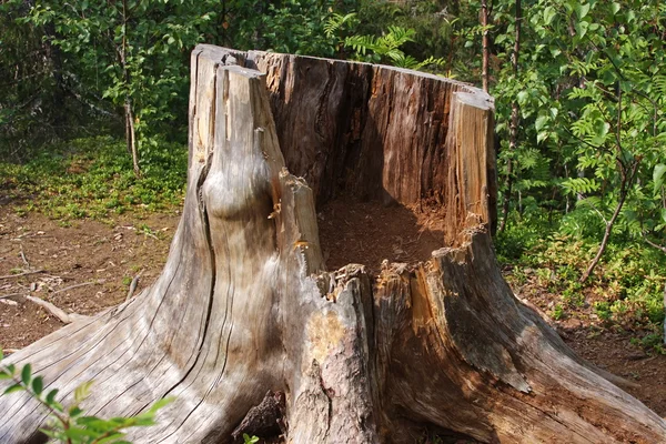 stock image An old moldering stump is in summer