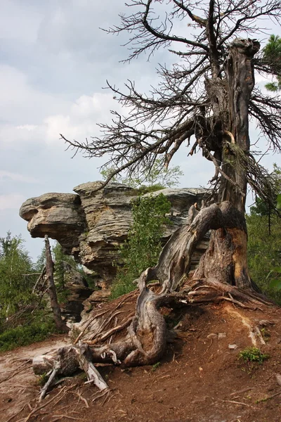 Eski kuru ağaç — Stok fotoğraf