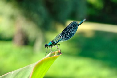 yakın çekim shot bir yusufçuk.