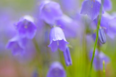 güzel bellflowers